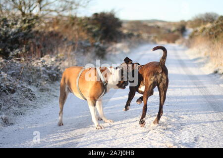 Nahaufnahme der zwei glückliche Boxer Hunde im Schnee spielen Stockfoto