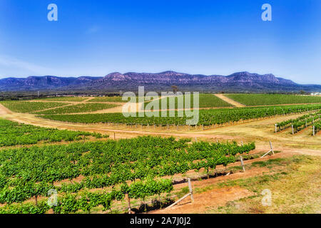 Grüne kultiviert Patches von Weinbergen auf Landwirtschaft Bauernhof und Weinbereitung Immobilien in Australischen Hunter Valley vor weit entfernte Bergkette auf einer Su Stockfoto