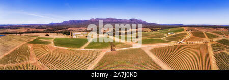 Patches der angebauten Weinberg Felder auf Hügeln Seiten in Hunter Valley Weinregion, Australien. Massive Sandstein Bergkette über Landwirtschaft Stockfoto