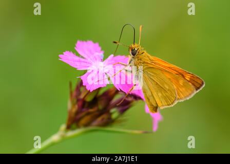 Große Skipper - Ochlodes sylvanus, winzige orange Schmetterling der Europäischen Wiesen und Weideland, Tschechische Republik. Stockfoto