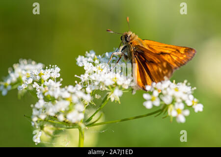 Große Skipper - Ochlodes sylvanus, winzige orange Schmetterling der Europäischen Wiesen und Weideland, Tschechische Republik. Stockfoto