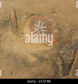 Nahaufnahme eines Ammonit fossil in orange Sand Stein Stockfoto