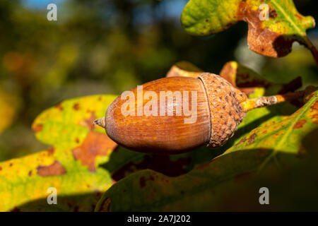 Nahaufnahme von Acorn während autuum Zeit in Deutschland Stockfoto
