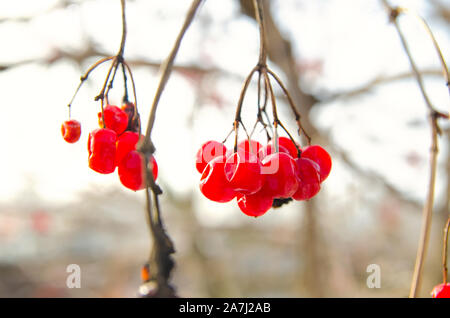 Filiale der viburnum Berry closeup Stockfoto