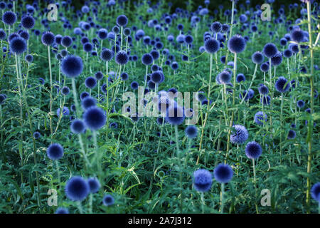 Blauer Globus Thistle Feld im Abendlicht Stockfoto