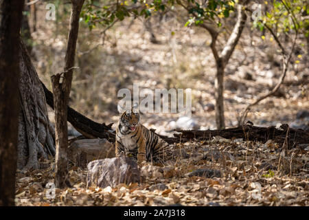 Furchtlos und mutig weiblichen Tiger Cub allein spielen und sein Kopf auf in Abwesenheit ihrer Mutter im Ranthambore Nationalpark, Indien - Panthera tigris Stockfoto