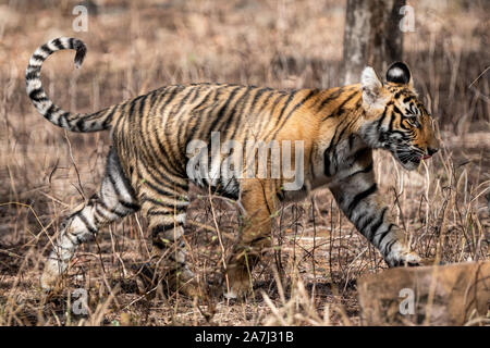 Furchtlos und mutig weiblichen Tiger Cub allein spielen und sein Kopf auf in Abwesenheit ihrer Mutter im Ranthambore Nationalpark, Indien - Panthera tigris Stockfoto