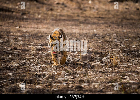 Furchtlos und mutig weiblichen Tiger Cub allein spielen und sein Kopf auf in Abwesenheit ihrer Mutter im Ranthambore Nationalpark, Indien - Panthera tigris Stockfoto