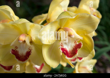 Sydney, Australien, in der Nähe von Yellow orchid Blüten mit roten Markierungen Stockfoto