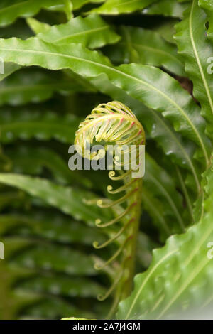 Sydney Australien, neue Farn Wedel im Garten entfaltet Stockfoto