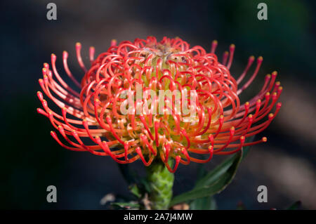 Sydney Australien, leuchtend orange flowerhead eines Leucospermum x lineare Strauch Stockfoto