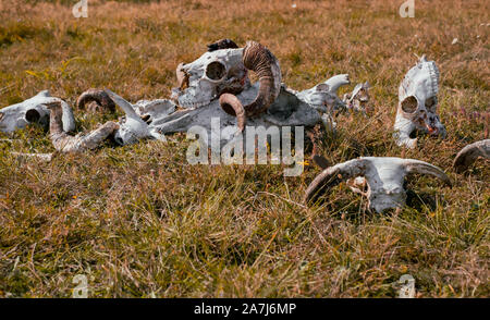 Europäische ram Schädel im Gras Stockfoto