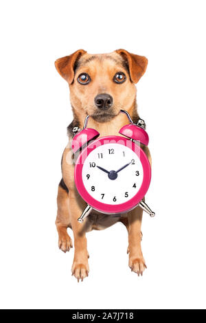 Süße kleine Hund Holding vintage Alarm Clock isoliert auf weißem Stockfoto