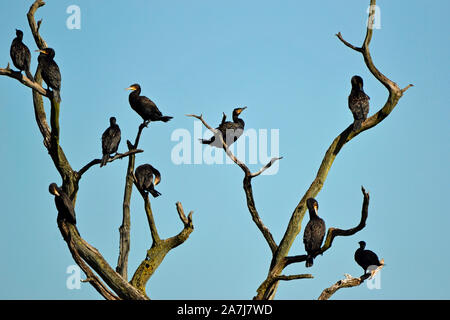 Kormorane auf einem toten, kargen Baum in Rutland Water, Rutland, England, Großbritannien Stockfoto