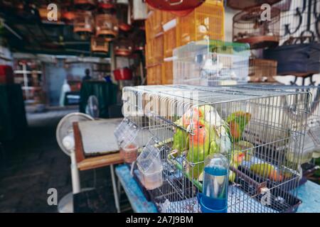 Bird Street Market. Papageien in Käfigen zum Verkauf in Hongkong. Stockfoto