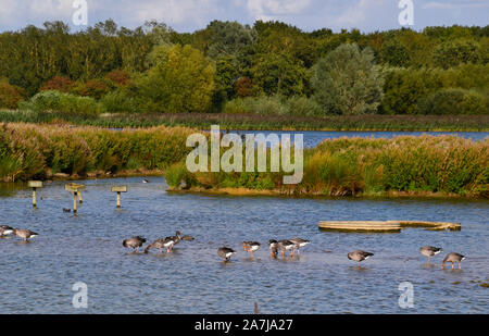 Gänse in einem See im Rutland Water Nature Reserve, Rutland, England, Großbritannien Stockfoto