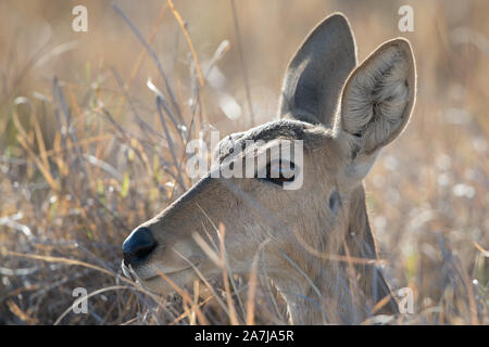 Reedbuch versteckt im Schilf im Moremi NP (khwai), Botswana Stockfoto