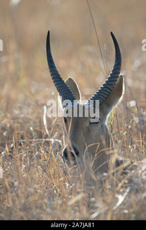 Reedbuch versteckt im Schilf im Moremi NP (khwai), Botswana Stockfoto