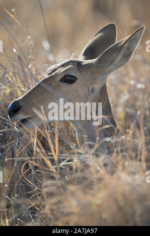 Reedbuch versteckt im Schilf im Moremi NP (khwai), Botswana Stockfoto