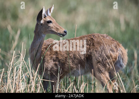 Junge Riedböcke männlich in Schilf im Moremi NP (khwai), Botswana Stockfoto