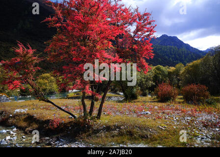 Herbst weint Daocheng Yading in Gelb und Rot in der tibetischen autonomen Präfektur Garze, Süd-westen der chinesischen Provinz Sichuan, 2. September 2019. Stockfoto