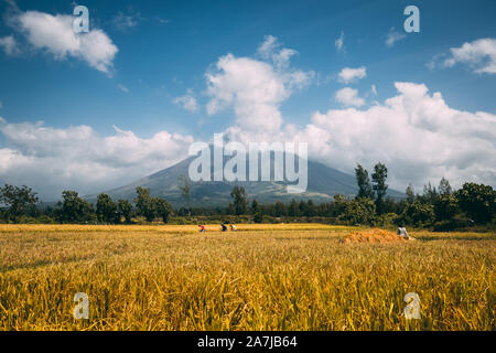 Große Mayon Vulkan auf der Insel Luzon Philippinen. Gelbe Feld Landwirtschaft und Arbeiter, Bäume und Büsche, Berge und bewölkter Himmel im sonnigen Tag gutes Wetter. Panorama Fotografie Landschaft Stockfoto