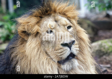 Löwe - Panthera leo persica Seltene indische Unterart Stockfoto