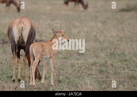 Topi Kalb und seine Mutter in der afrikanischen Savanne. Stockfoto