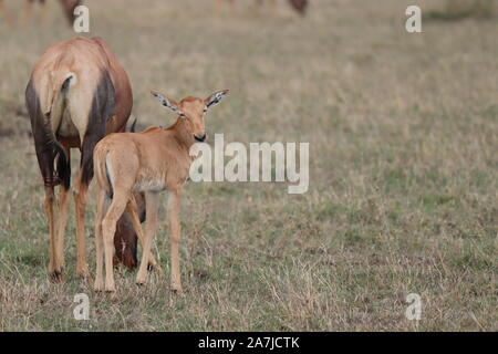 Topi Kalb und seine Mutter in der afrikanischen Savanne. Stockfoto