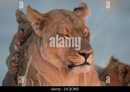 Löwin (Panthera leo) mit sehr kleinen Jungen im frühen Morgenlicht, Savuti, Chobe NP, Botswana Stockfoto