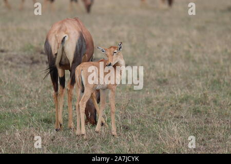 Topi Kalb und seine Mutter in der afrikanischen Savanne. Stockfoto