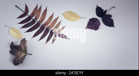 Die hellen Blätter im Herbst auf einem blauen Hintergrund. Stockfoto