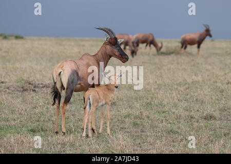 Topi Kalb und seine Mutter in der afrikanischen Savanne. Stockfoto