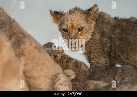 Löwin (Panthera leo) mit sehr kleinen Jungen im frühen Morgenlicht, Savuti, Chobe NP, Botswana Stockfoto