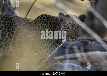 Leopardin mit frischen Impala töten im Moremi NP (khwai), Botswana Stockfoto