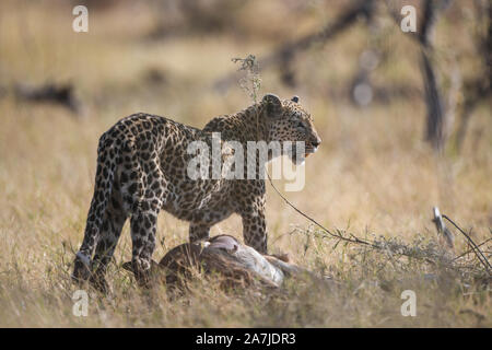 Leopardin mit frischen Impala töten im Moremi NP (khwai), Botswana Stockfoto