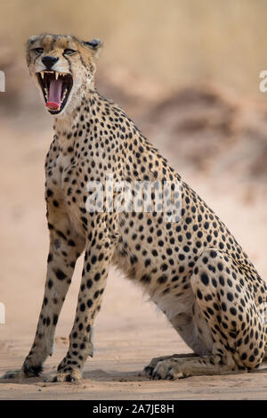 Cheetah gähnen mit Mund in Mabuasehube GR, Botswana öffnen Stockfoto