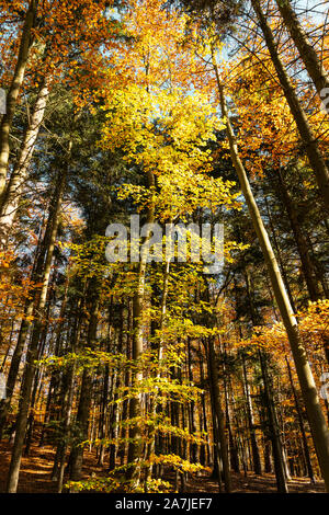 Bunte Buche (Fagus sylvatica) und Douglasien (pseudotsuga menziesii) in einem Wald im Herbst/Herbst mit gelben und orangen Blätter, Österreich Stockfoto
