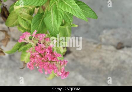 Schöne rosa Cockscomb, Woolflowers oder Celosia Cristata Blumen. Eine Blume, die an der Spitze ein Hahn. Stockfoto