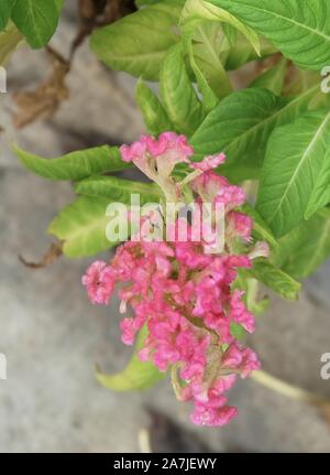 Schöne rosa Cockscomb, Woolflowers oder Celosia Cristata Blumen. Eine Blume, die an der Spitze ein Hahn. Stockfoto