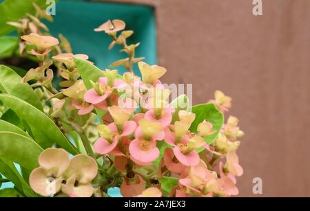 Schöne Blume, Bündel frische Rote Krone von Dornen oder Euphorbia milii Blüten mit grünen Blätter am Baum. Stockfoto