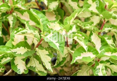 Hintergrund und Texturierte, schöne Karikatur oder Graptophyllum Pictum Pflanzen mit den grünen und weißen Blätter für den Garten Dekoration. Stockfoto