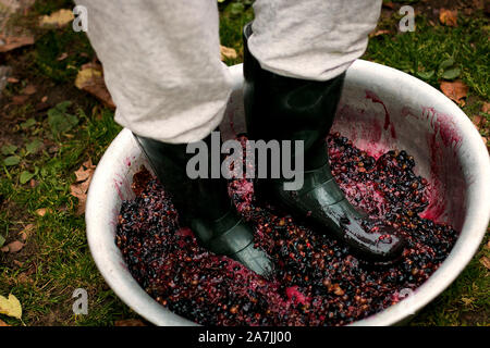 Männer quetschen oder drücken Sie die reifen Trauben von Fit in Stiefeln. Drücken Weintrauben Wein im alten Stil zu machen. Stockfoto