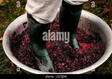 Männer quetschen oder drücken Sie die reifen Trauben von Fit in Stiefeln. Drücken Weintrauben Wein im alten Stil zu machen. Stockfoto