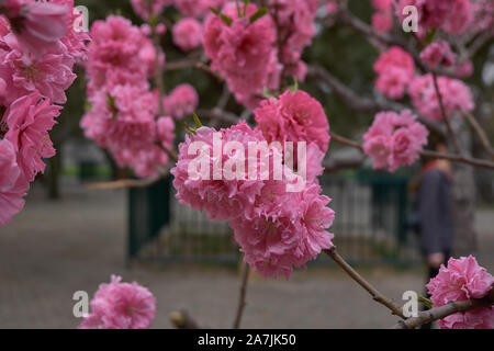 Pfirsich Blumen im Garten in Peking, China Frühling Stockfoto