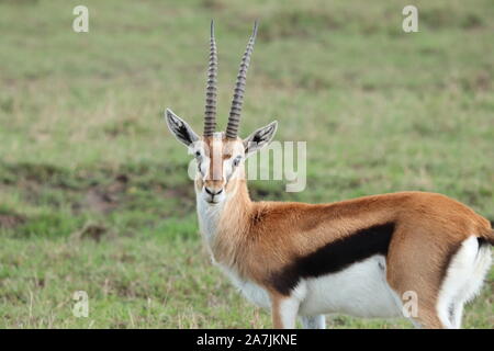 Thomson's Gazelle in der afrikanischen Savanne. Stockfoto