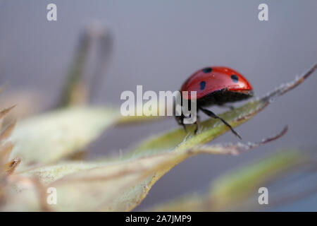 Makro der Marienkäfer auf einem Blatt des Sonnenblume n am Morgen die Sonne Stockfoto