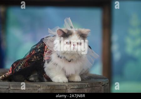 Bandung, Indonesien. 3. November, 2019. Eine Katze nimmt an einer Katze kostüm Wettbewerb während Flora und Fauna Festival bei Taman Hutan Raya in Bandung, West Java, Indonesien, November 3, 2019. Credit: Septianjar/Xinhua/Alamy leben Nachrichten Stockfoto