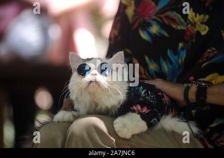 Bandung, Indonesien. 3. November, 2019. Eine Katze nimmt an einer Katze kostüm Wettbewerb während Flora und Fauna Festival bei Taman Hutan Raya in Bandung, West Java, Indonesien, November 3, 2019. Credit: Septianjar/Xinhua/Alamy leben Nachrichten Stockfoto