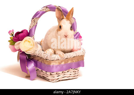 Osterhase im Korb isoliert auf weißem Stockfoto